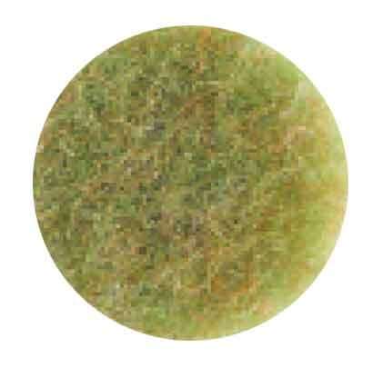 Image de DISQUE TOPLINE AMANDE Ø406mm SCOTCH BRITE 3M