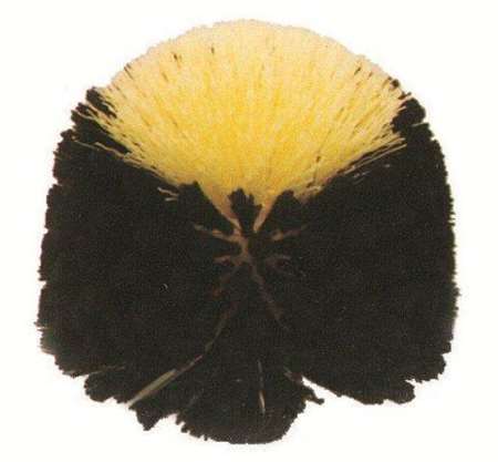 Image de TETE DE LOUP RONDE VYNILE FLEUR+ DOUILLE A VIS VF