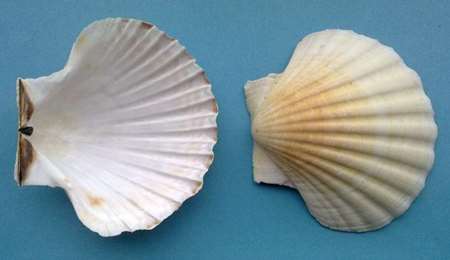 Image de COQUILLE NATURELLE 13/14cm COLIS DE 200